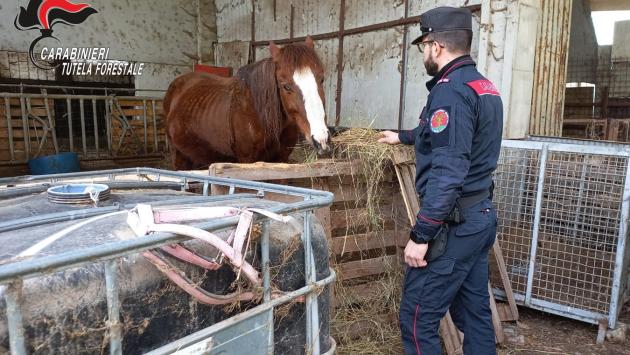 Regione Carabinieri Forestale “Emilia Romagna” Gruppo di Parma (con competenza sulle province di Parma e Piacenza)