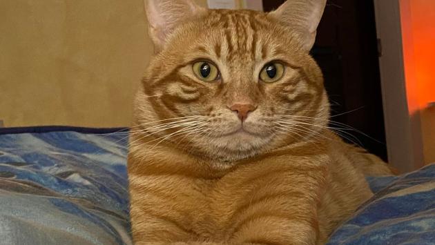 Ritrovato grazie al microchip un gatto sparito da due anni