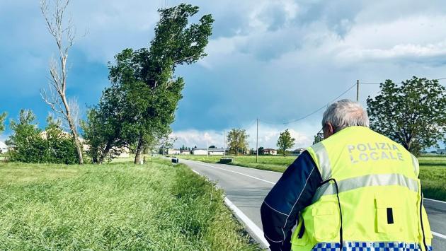 Pioppo pericolante: provinciale chiusa tra Busseto e Soragna