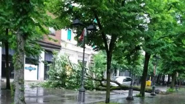 Salso, grosso albero cade in viale Romagnosi 