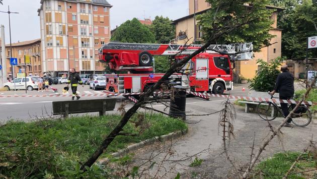 Rami pericolanti in piazzale Santa Croce, vigili del fuoco al lavoro