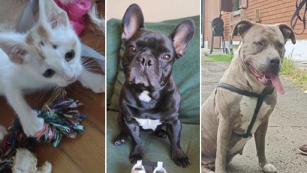 Adottiamoli: Rhea, Baloo e Lilly