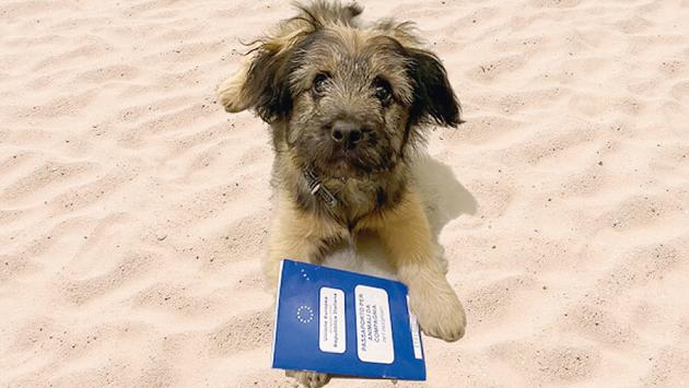 All'estero con cani, gatti e furetti? Serve il passaporto sanitario