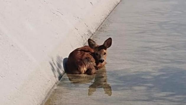 «Canali di cemento,  trappola per gli animali selvatici»