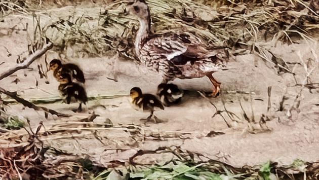 La piena della Parma sta creando problemi agli uccelli in riproduzione nel greto