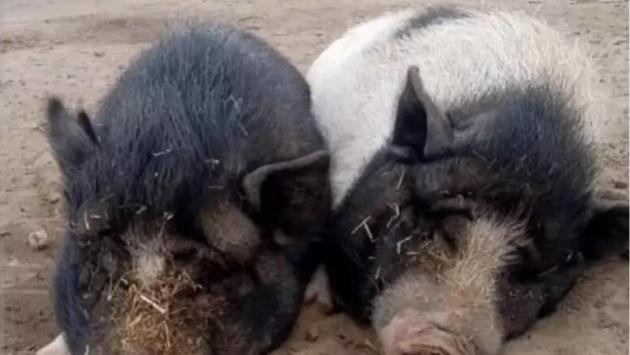 Peste suina: 9 Comuni del Piacentino in nuove zone restrizione