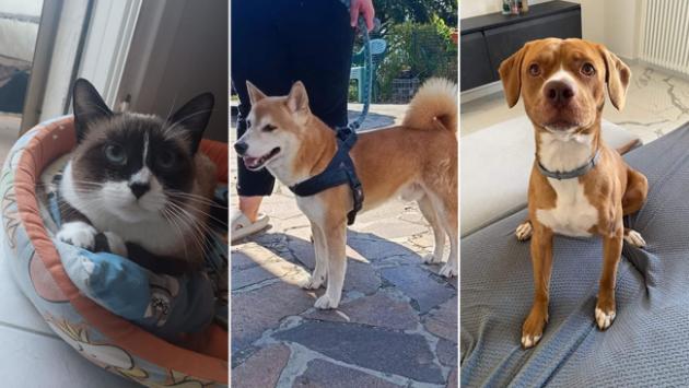Adottiamoli Dalia, Leone e Simba