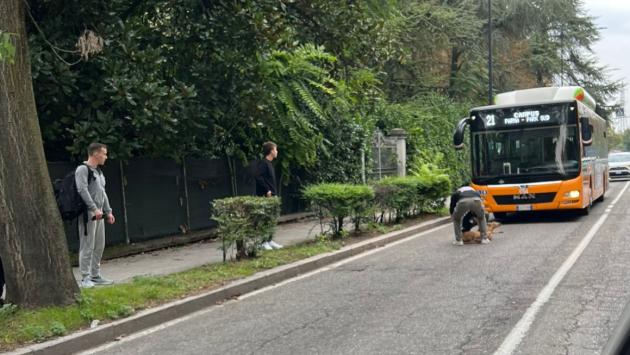Capriolo investito in via Mantova 
