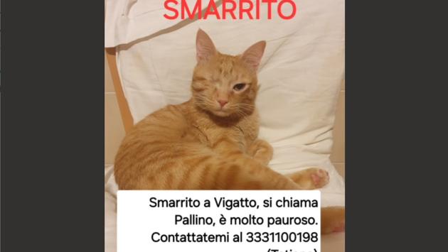 Appello urgente per Pallino 