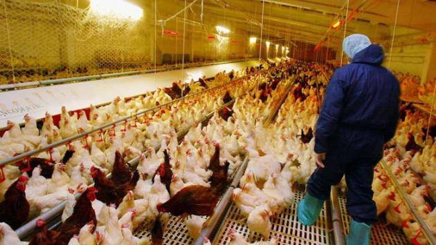 allevamento galline 