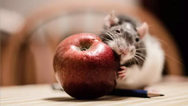Mangiare poco aiuta a vivere più a lungo, ma dipende dal Dna