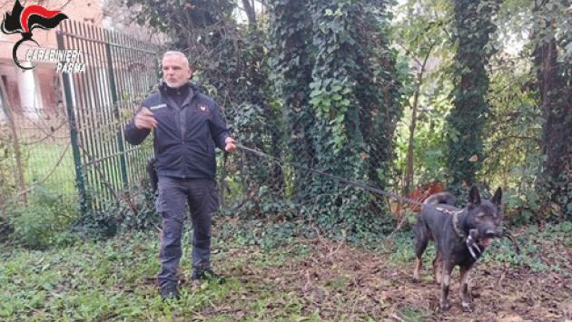 Carabinieri nelle scuole con le unità cinofile per controlli e prevenzione