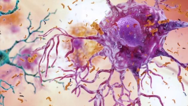 Alzheimer, speranze da uno spray nasale dopo test su animali