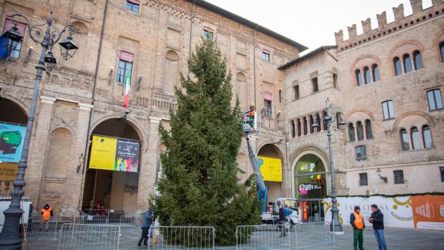 Albero
