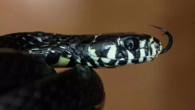Australia, scampa al morso di serpente tigre mentre è alla guida