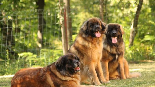 Leonberger, mix perfetto di stazza, forza e dolcezza