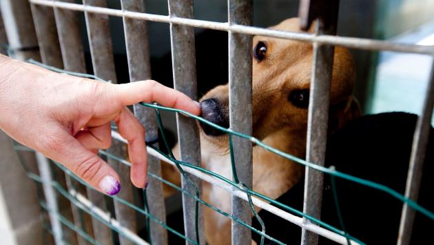 «Cure veterinarie gratis per chi adotta cani e gatti»
