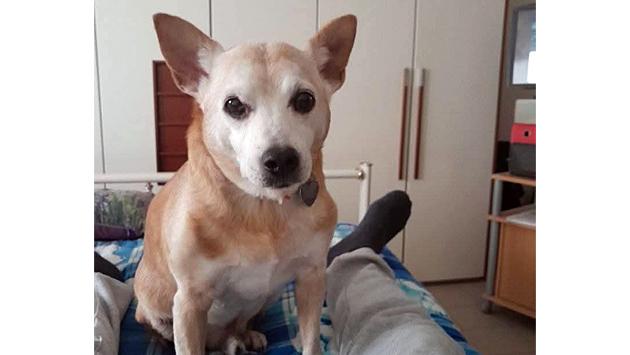 Tex come Hachiko aspetta il suo padrone: