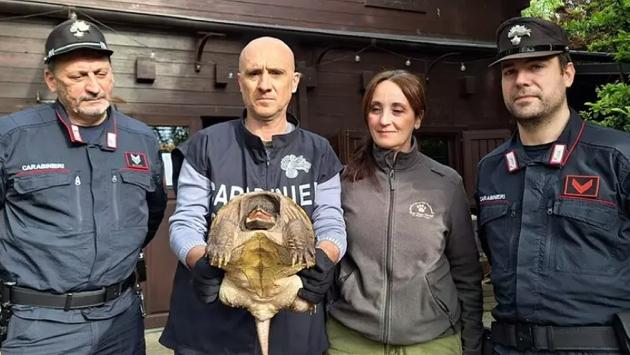 Sequestrata nel Modenese una tartaruga alligatore