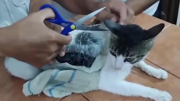 Gatto-corriere della droga catturato in carcere del Costa Rica