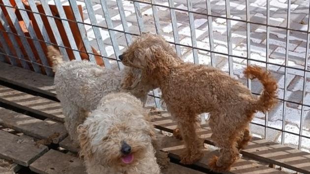 Cerca di acquistare una Barboncina Toy su internet ma viene truffata. Denunciato 45enne italiano