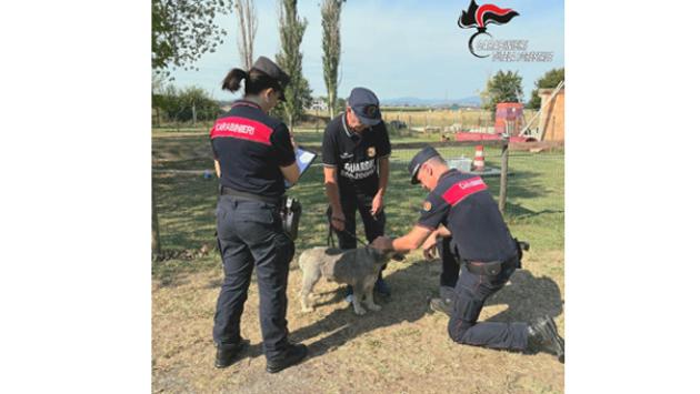 Allevamento abusivo, 12 cani sequestrati dai Carabinieri forestali di Parma: affidati a Oipa ed Enpa, ora possono essere adottati 