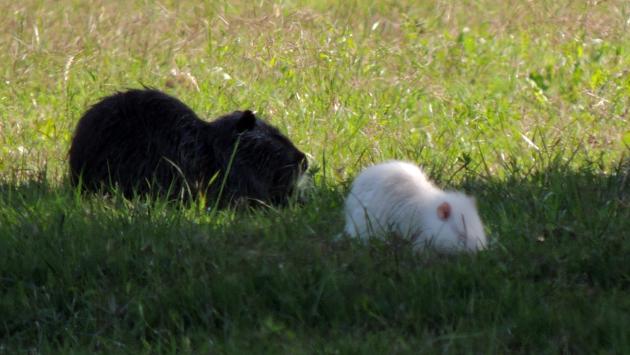 Raro avvistamento in terra di Po fotografata la nutria albina
