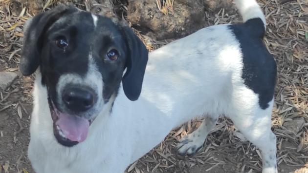 La cagnolina di 9 mesi Maya cerca casa 