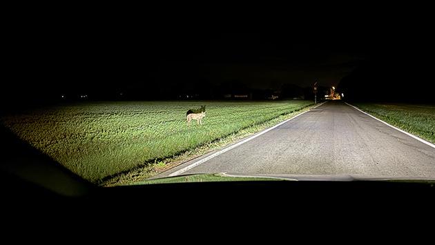 Avvistamento lupo a Eia