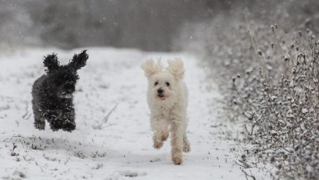 Spagna: in caso divorzio cani e gatti in affidamento condiviso