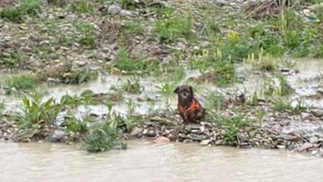 Cucciolo di cane salvato dalla Polizia Locale