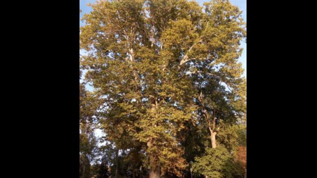 E' iniziata oggi la cura di un olmo e di un platano secolari all'interno del parco Ducale