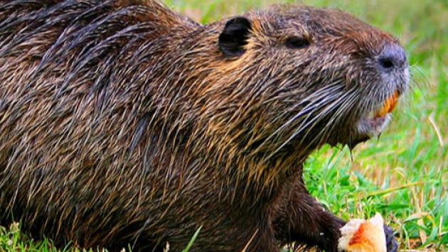 Colorno, vietato dare da mangiare alle nutrie