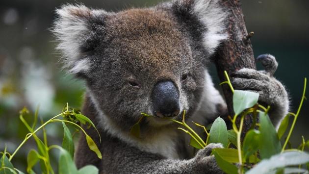 koala
