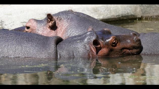 Malawi, barca urta un ippopotamo: un bimbo annegato e 23 persone disperse