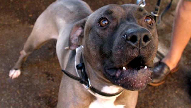 Vercelli: bimbo di 5 mesi muore  dopo essere stato azzannato dal pitbull dei genitori