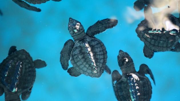 Clima: su spiagge Florida nascono quasi solo tartarughe femmine