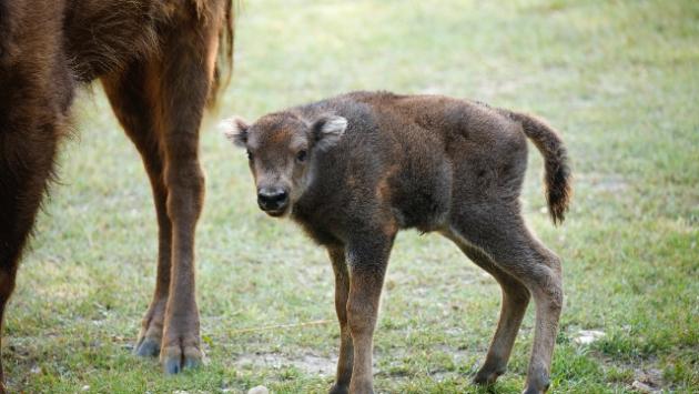 Nata Lillibet al Parco Natura, cucciola di bisonte europeo