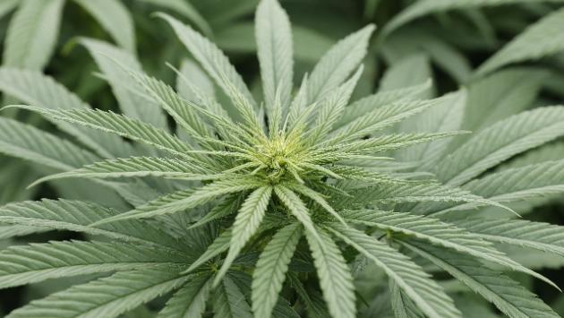 Bologna, mostra per errore una foto di una piantagione di Cannabis: arrestato