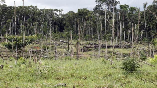 Via libera del Parlamento alle norme contro la deforestazione