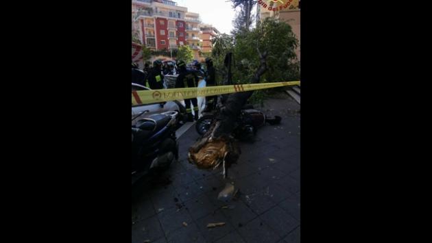 Cade un albero a Roma, morta una donna