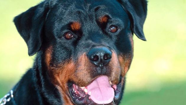 Donna aggredita dal suo rottweiler nel giardino di casa