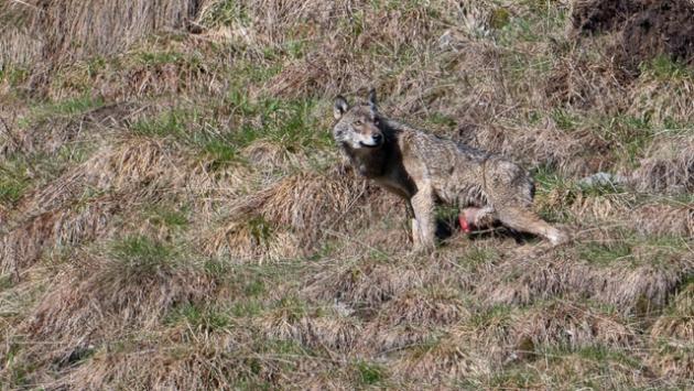 Lupo ferito segnalato nel Parco dello Stelvio