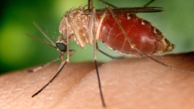 West Nile, morto dopo aver contratto il virus nel Ravennate