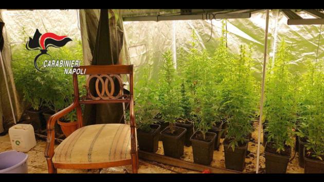 Droga, serra hi-tech organizzata in villa nel napoletano