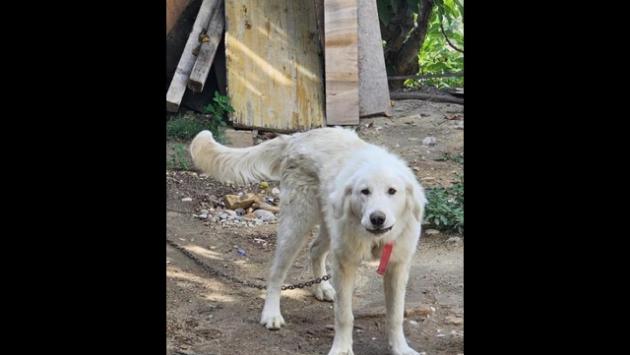 Tiene cane alla catena, mille euro di multa con legge Brambilla