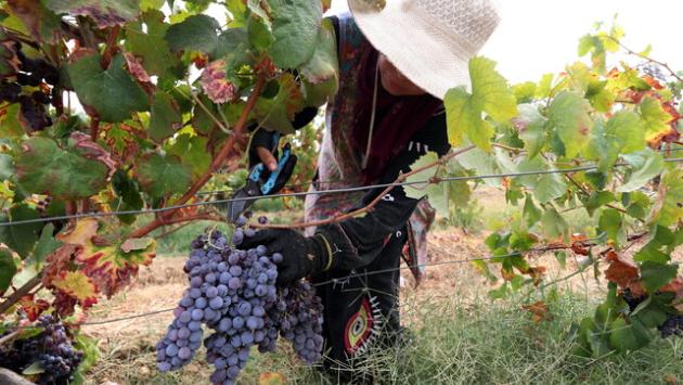 Eurostat: "Prezzi produzione agricola in aumento, +5,6% dal 2024"