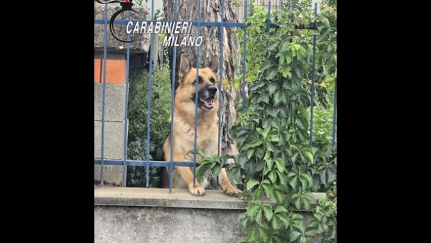 Va in vacanza e lascia il cane in cortile, denunciato
