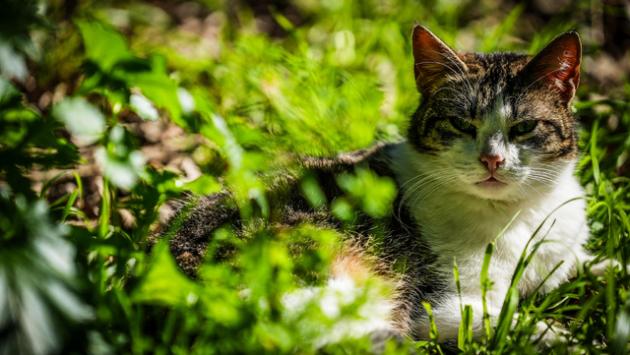 Le ceneri dei pet nelle tombe dei padroni, proposta in Campania