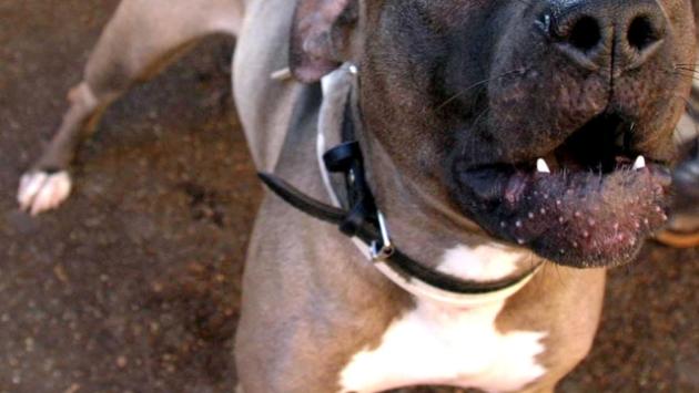 Agente spara e uccide un pitbull durante un controllo anti-droga